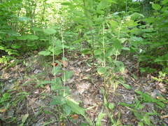 Epipactis helleborine