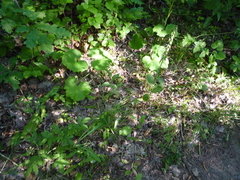 Epipactis helleborine