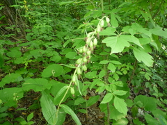 Epipactis helleborine