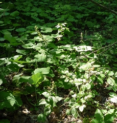 Epipactis helleborine