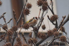 Carduelis carduelis