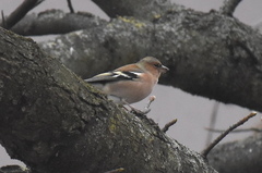 Fringilla coelebs