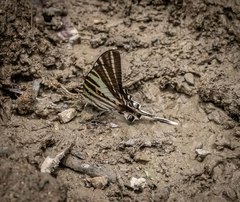 Protographium leosthenes