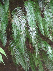Hymenasplenium unilaterale