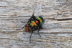 Amenia chrysame