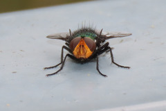 Amenia chrysame