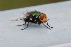 Amenia chrysame