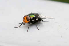 Amenia chrysame