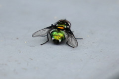 Amenia chrysame