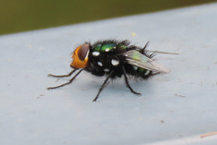 Amenia chrysame