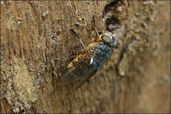 Calliphora augur