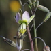 Heliophila cornuta - Photo (c) Grant Forbes,  זכויות יוצרים חלקיות (CC BY), הועלה על ידי Grant Forbes