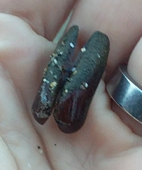 Zelithophaga truncata