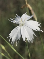 Dianthus mooiensis