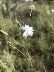 Dianthus mooiensis