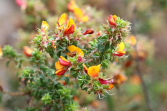 Pultenaea procumbens
