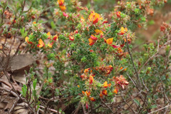 Pultenaea procumbens