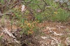 Pultenaea procumbens