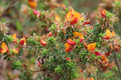 Pultenaea procumbens