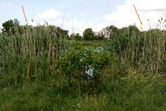 Phragmites australis altissimus