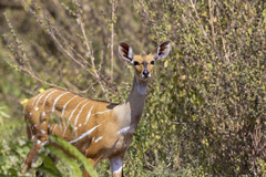 Bushbuck photo 4