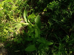 Epipactis helleborine
