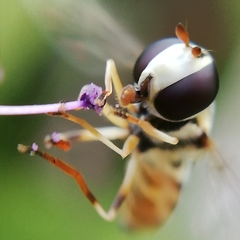 Ischiodon