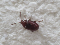 Orestia punctipennis