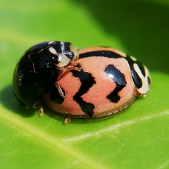 Cheilomenes sexmaculata