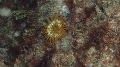 Anemonia sargassensis