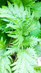 Urtica pilulifera