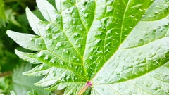Urtica pilulifera