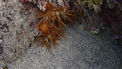 Anemonia sargassensis