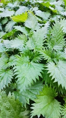 Urtica pilulifera