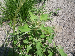 Chenopodium album