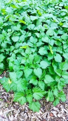 Urtica pilulifera