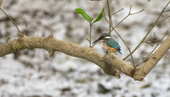 Alcedo atthis