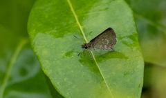 Aeromachus plumbeola