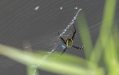 Argiope catenulata