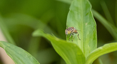 Eristalinus megacephalus
