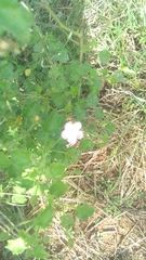 Pavonia lasiopetala
