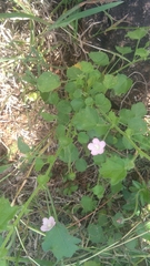Pavonia lasiopetala