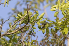 Phylloscopus trochilus image