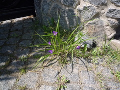 Tradescantia × andersoniana