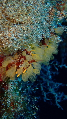 Pycnoclavella communis