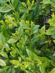 Buxus sempervirens