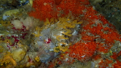 Pycnoclavella communis