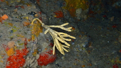 Axinella verrucosa