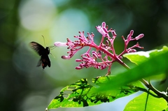 Palicourea lasiantha