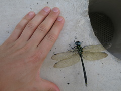 Polycanthagyna melanictera